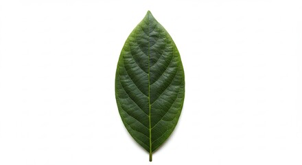 A single green leaf with prominent veins on a white background.