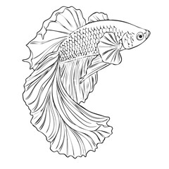 Black Line Art Betta Fish Illustration