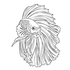 Black Betta Fish Line Art Illustration