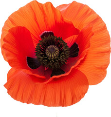 Vibrant Red Poppy Blossom with Dark Center Against White Background