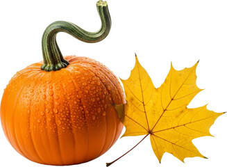 Fresh Pumpkin with Water Drops and Autumn Maple Leaf