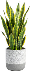 Vibrant Snake Plant with Variegated Leaves in Decorative Pot
