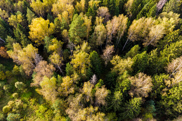 Treetops in a mixed autumn forest, aerial view
