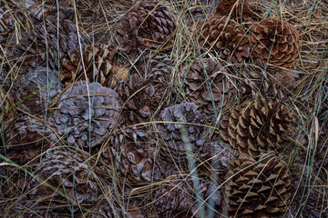 Pine cones among dry grass in the forest