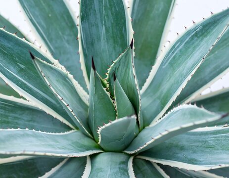 Close-up of a variegated agave plant with spikes