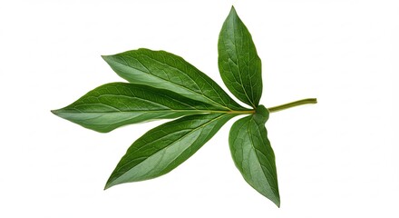 Obraz premium Green Peony Leaf Branch Isolated on White Background.