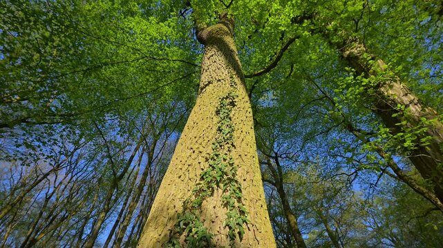Blick, Baumwipfel, Eiche, Efeu, Fr&uuml;hling, Bulau, Kinzigaue, Erlensee, Hanau, Hessen, Deutschland
