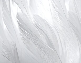 Obraz premium Close-up of delicate white feathers (1)