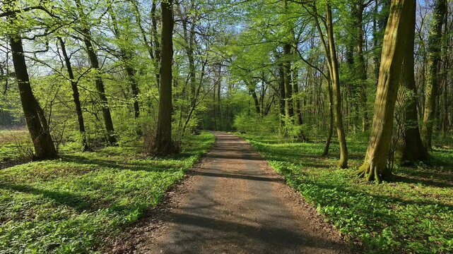 Waldweg, Buchenwald, Fr&uuml;hling, Naturschutzgebiet Bulau, Erlensee, Hanau, Hessen, Deutschland, Europa