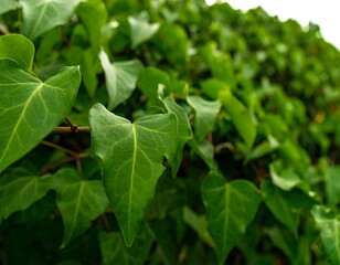 Leafy green wall