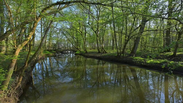 Auwald, Fr&uuml;hling, Naturschutzgebiet Bulau, Erlensee, Hanau, Hessen, Deutschland, Europa