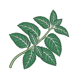 Spices & Herbs Color Illustrations Pack – Garlic, Ginger, Chili, Cinnamon, Cloves, Turmeric, Basil, Mint, Parsley, Rosemary Flat Vector Set