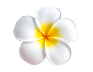 Single frangipani (plumeria) flower with soft white and yellow petals, isolated 