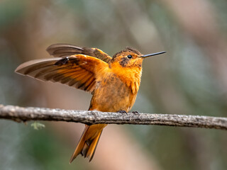 Shining Sunbeam Hummingbird Spreading Wings on a Branch