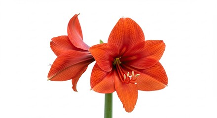 Vibrant Red Amaryllis Flowers Isolated on White Background.