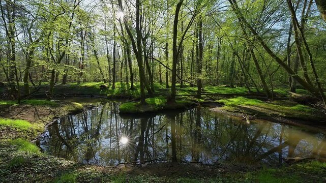 Auwald, Fr&uuml;hling, Naturschutzgebiet Bulau, Erlensee, Hanau, Hessen, Deutschland, Europa