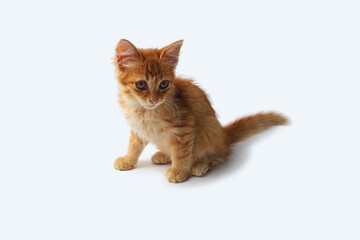 picture of a cat relaxing