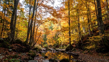 Obraz premium Fall trees scene