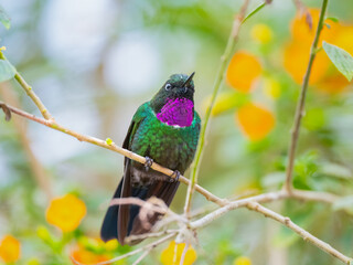 Gorgeted Sunangel hummingbird with vibrant purple gorget perched on a branch