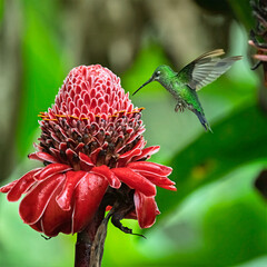 Green-crowned Brilliant Hummingbird Feeding on Torch Ginger Flower