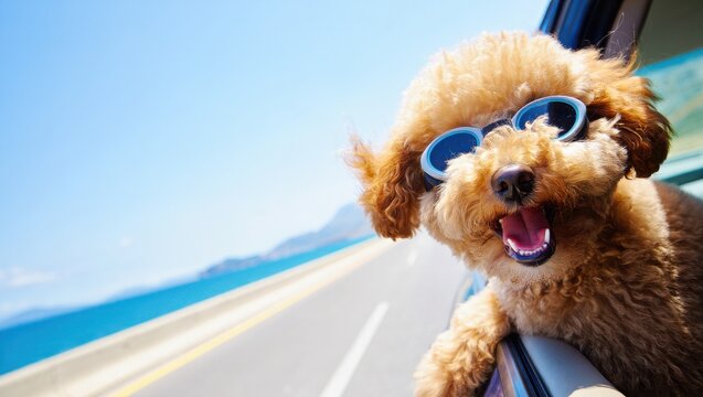 Happy Fluffy Poodle Mix Wearing Blue Sunglasses Leaning Out Car Window On Coastal Highway Trip