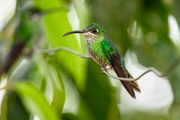 Green-crowned Brilliant Hummingbird Perched in Cloud Forest Habitat