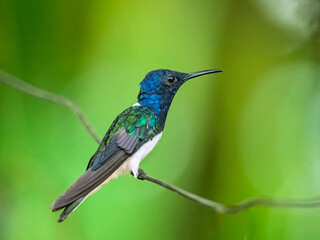 White-necked Jacobin Hummingbird Perched on Branch in Tropical Forest