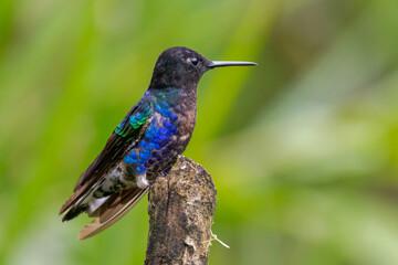 Violet-tailed Sylph (Aglaiocercus coelestis) perched gracefully on a moss-covered branch in its natural habitat