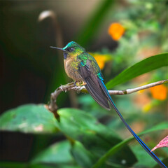 Violet-tailed Sylph perched with long iridescent tail in Ecuadorian cloud forest