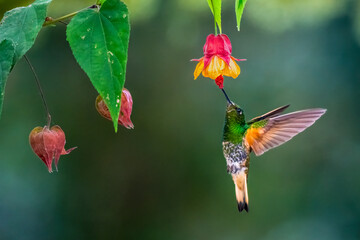 Buff-tailed Coronet Hummingbird Feeding on Abutilon Flower in Ecuador Cloud Forest