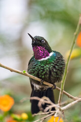 Fototapeta premium Gorgeted Sunangel hummingbird with vibrant purple gorget perched on a branch