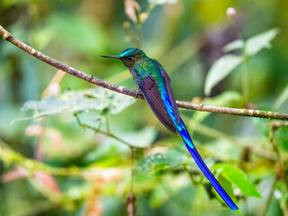 Violet-tailed Sylph (Aglaiocercus coelestis) perched gracefully on a moss-covered branch in its natural habitat