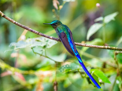 Violet-tailed Sylph (Aglaiocercus coelestis) perched gracefully on a moss-covered branch in its natural habitat