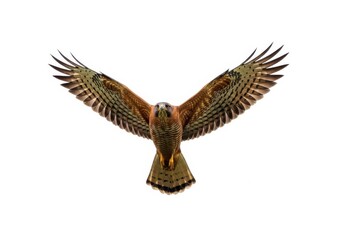 Fototapeta premium Redshouldered hawk soaring wings spread wide, isolated on white background, its plumage