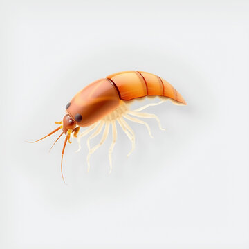 3D icon of Gammarus amphipod isolated on transparency background