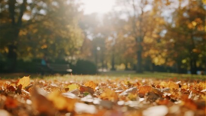 Autumn leaves scattered on the ground in a sunlit park with trees in the background