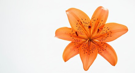 Beautiful single orange tiger lily flower blossom isolated on a plain white background top view.