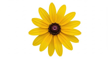 Bright Yellow Black Eyed Susan Flower Isolated on White Background.
