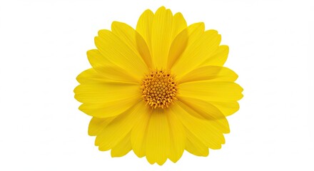 Bright Yellow Coreopsis Flower Isolated on White Background.