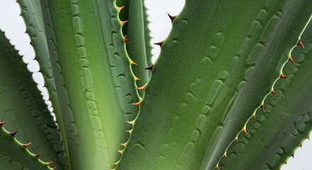 Close up of green agave plant leaves with water droplets.