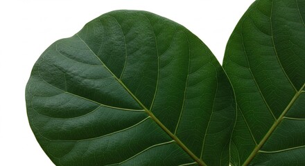 Close up of two large green leaves with visible veins on a white background.