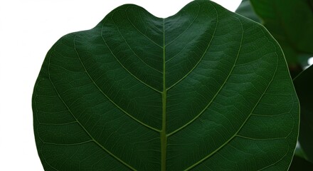 Close-up of a vibrant green fiddle leaf fig plant leaf with prominent veins.
