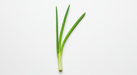 Obraz premium Fresh green onion stalks isolated on a white background, healthy food.
