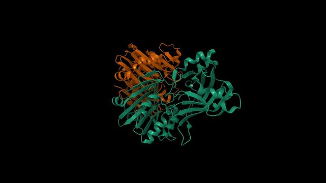 Structure of the BfiI restriction endonuclease. Animated 3D cartoon and molecular surface models, chain id color scheme, pdb 2c1l, black background