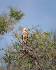 Tawny eagle or Aquila rapax bird of prey in natural green background perched on tree during earlhy winter migration at tal chhapar sanctuary rajasthan India
