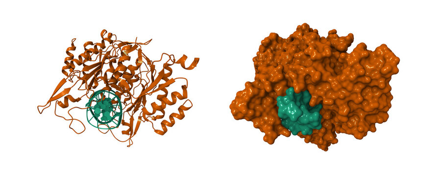 X-ray structure of the DNA-EcoRI recognition complex. 3D cartoon and molecular surface models, chain id color scheme, pdb 1eri