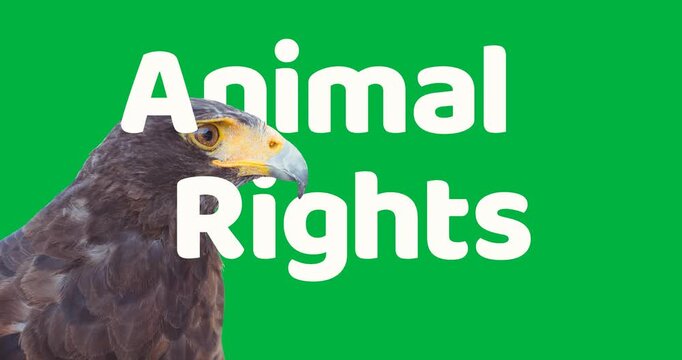 Animation of animal rights text and eagle on transparent background