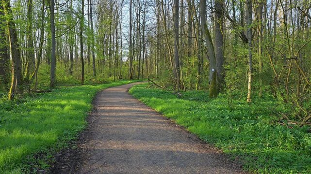 Waldweg, Buchenwald, Fr&uuml;hling, Naturschutzgebiet Bulau, Erlensee, Hanau, Hessen, Deutschland, Europa