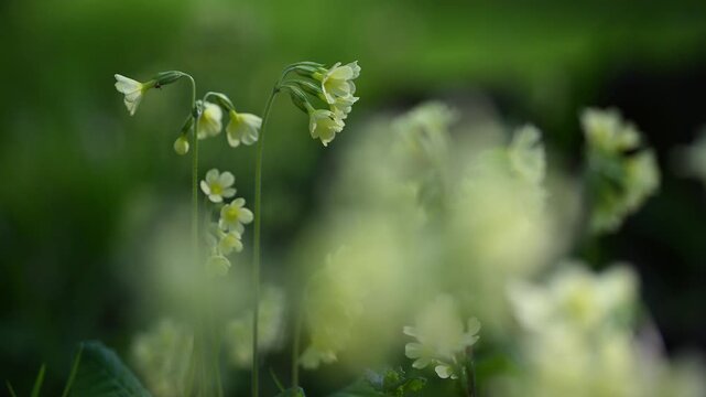 Hohe Schl&uuml;sselblume, (Primula elatior), Auwald, Fr&uuml;hling, Naturschutzgebiet Bulau, Erlensee, Hanau, Hessen, Deutschland, Europa