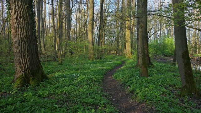 Waldweg, Buchenwald, Fr&uuml;hling, Naturschutzgebiet Bulau, Erlensee, Hanau, Hessen, Deutschland, Europa